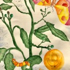 Felia Marx 12J - Nach Sybilla Miriam - Aquarell.jpg