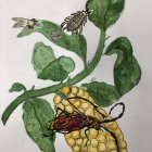 Serina Kockyan,16J nach Sybilla Miriam Aquarell.jpeg