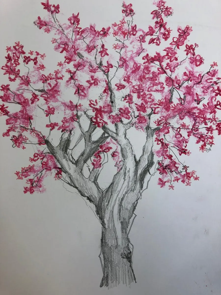 Schülerarbeit: fein gezeichneter Kirschbaum mit einzelnen rosa Blüten